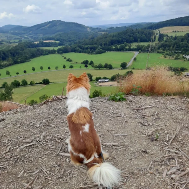 Dog at a viewpoint overlooking green hills